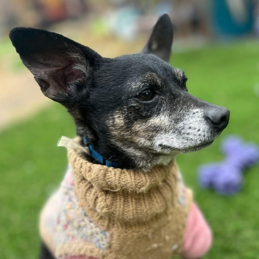 Benito — thumbnail 2