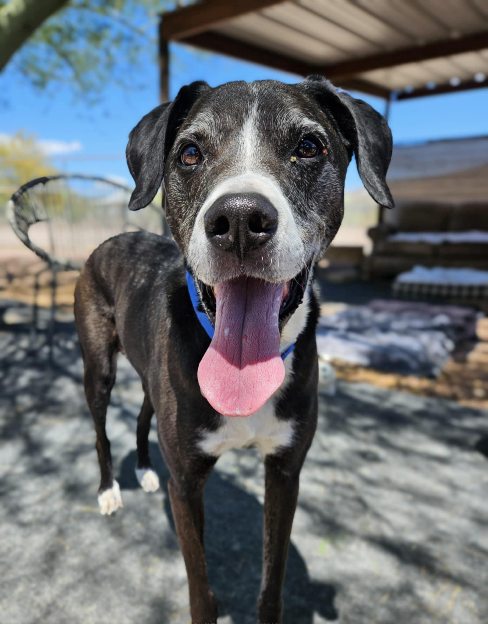 Enlarge Mooney, a Adopted Labrador Retriever in New River, AZ image 2/5
