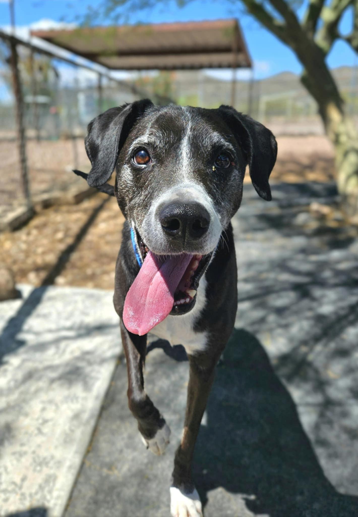 Enlarge Mooney, a Adopted Labrador Retriever in New River, AZ image 4/5