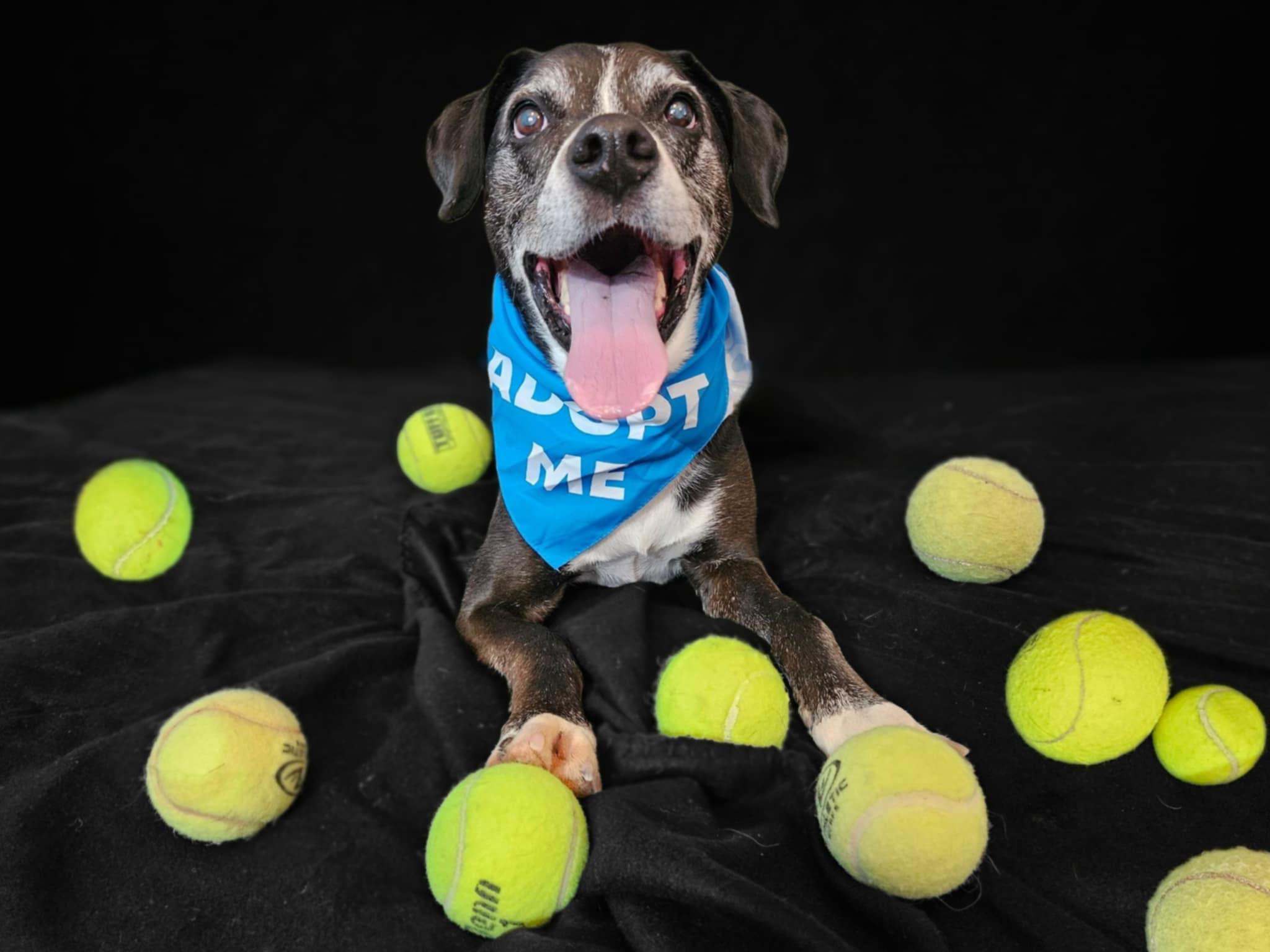 Mooney, Adopted, Senior Male Labrador Retriever.