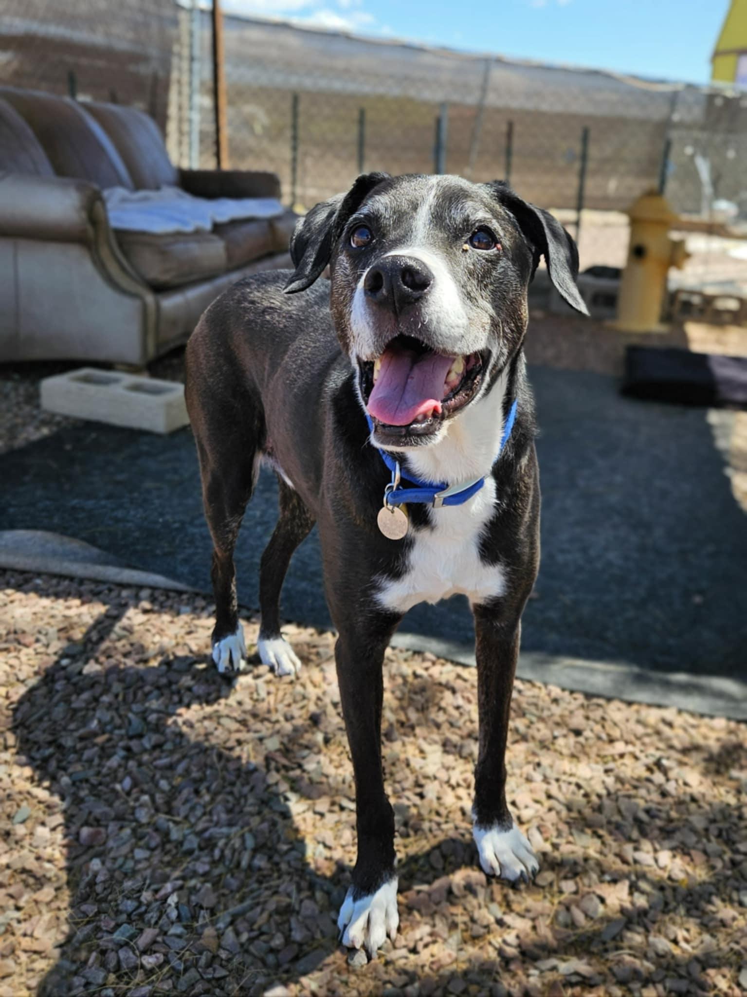 Enlarge Mooney, a Adopted Labrador Retriever in New River, AZ image 5/5