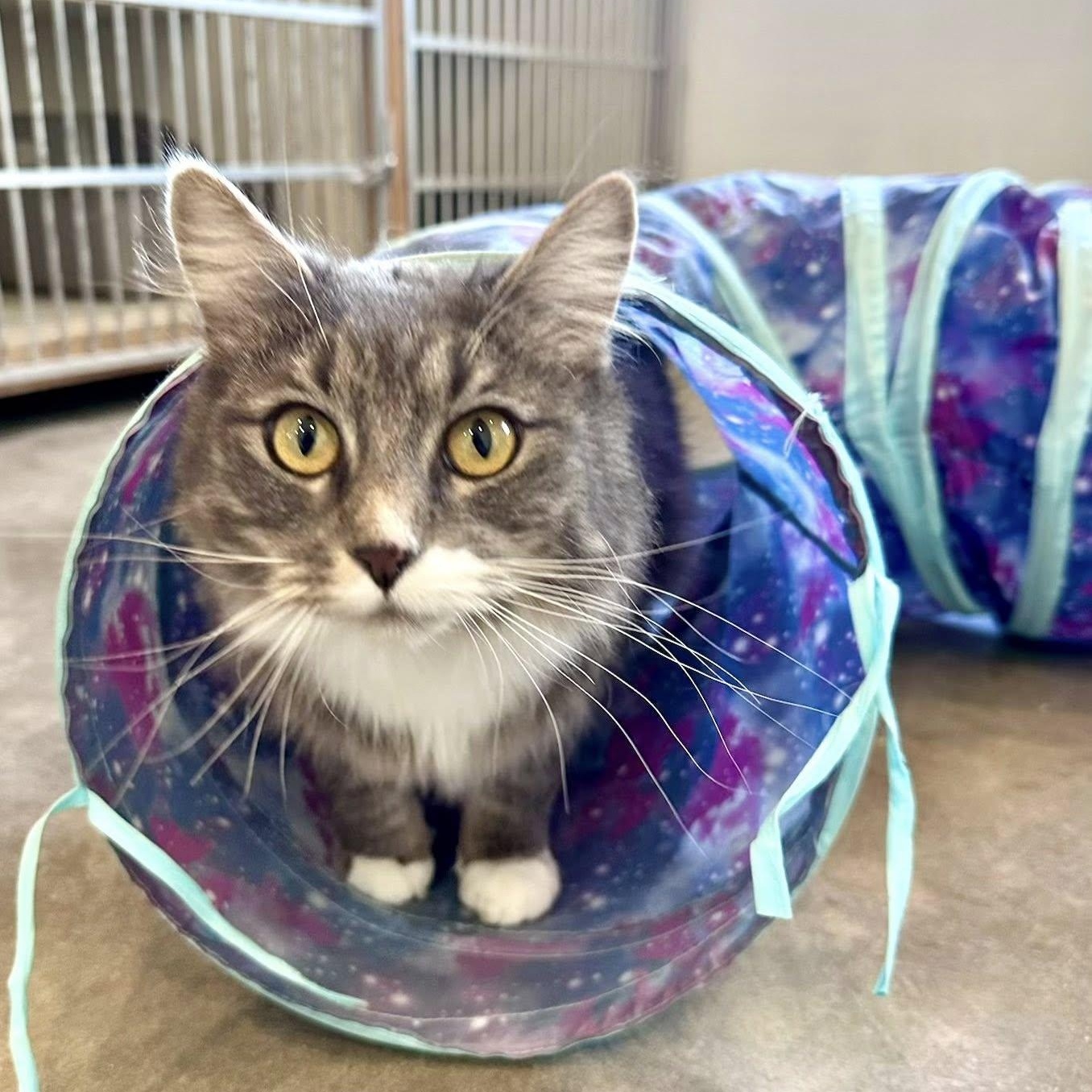 Enlarge Dolly, a ADOPTABLE Domestic Long Hair in Bonners Ferry, ID image 2/3