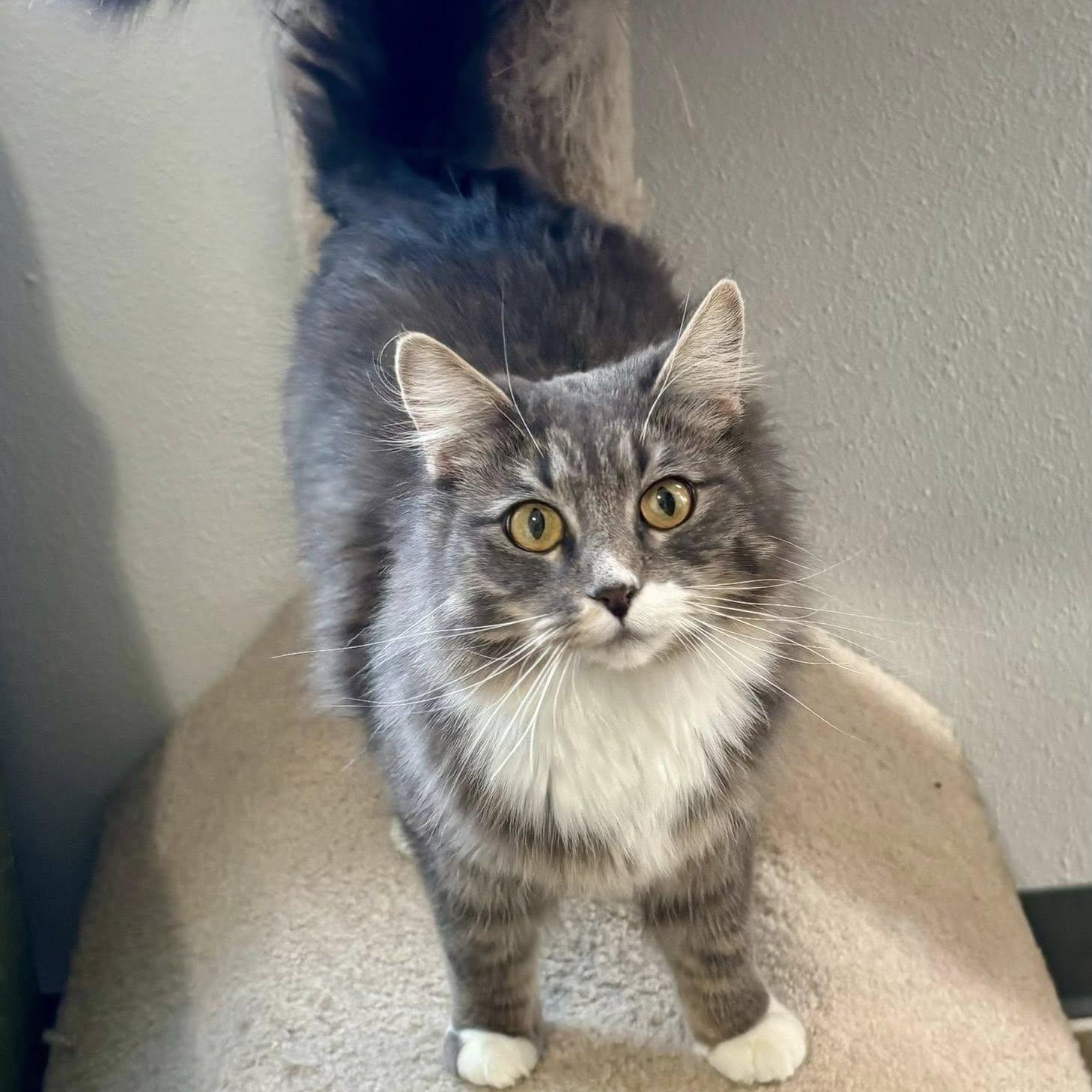 Enlarge Dolly, a ADOPTABLE Domestic Long Hair in Bonners Ferry, ID image 3/3