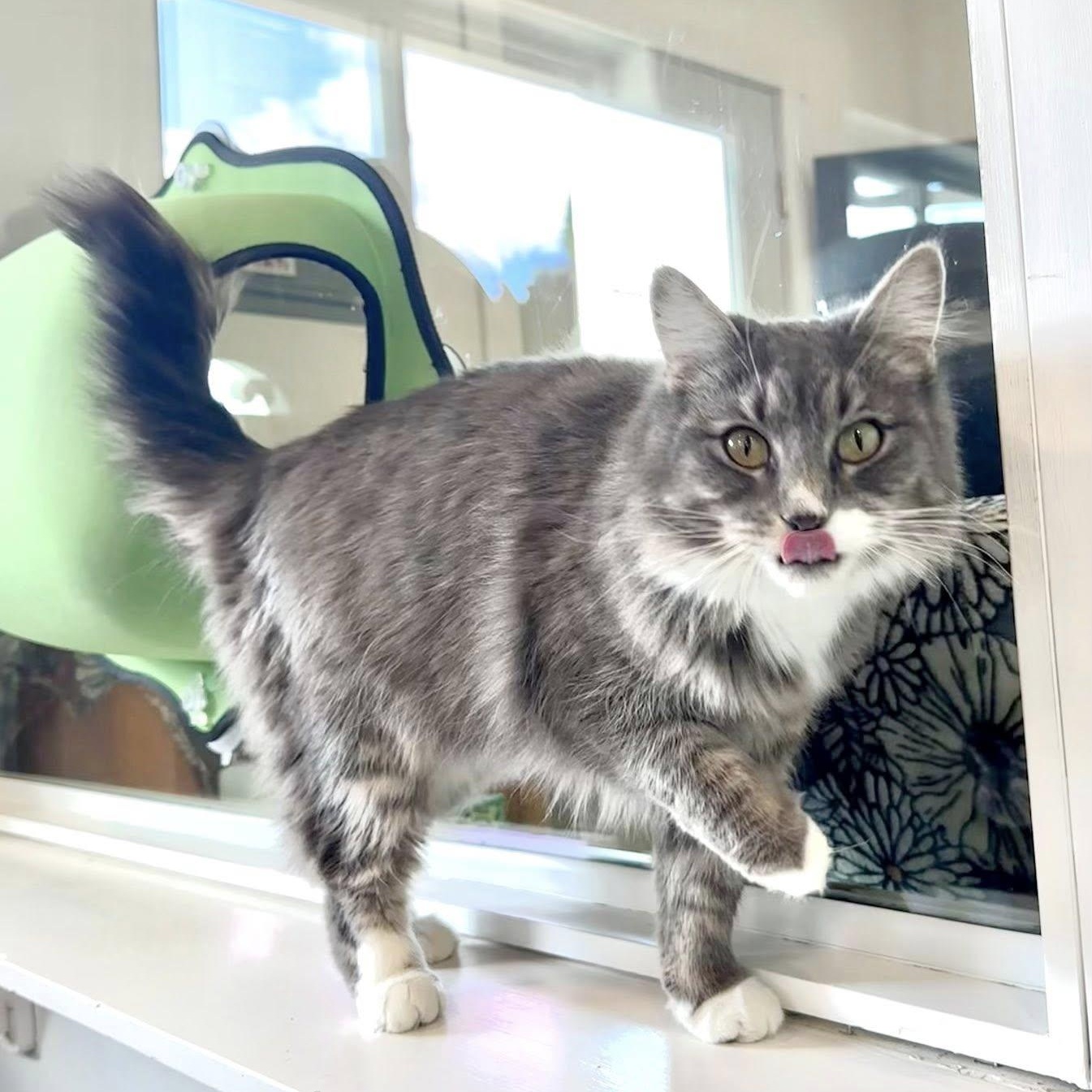 Enlarge Dolly, a ADOPTABLE Domestic Long Hair in Bonners Ferry, ID image 1/3