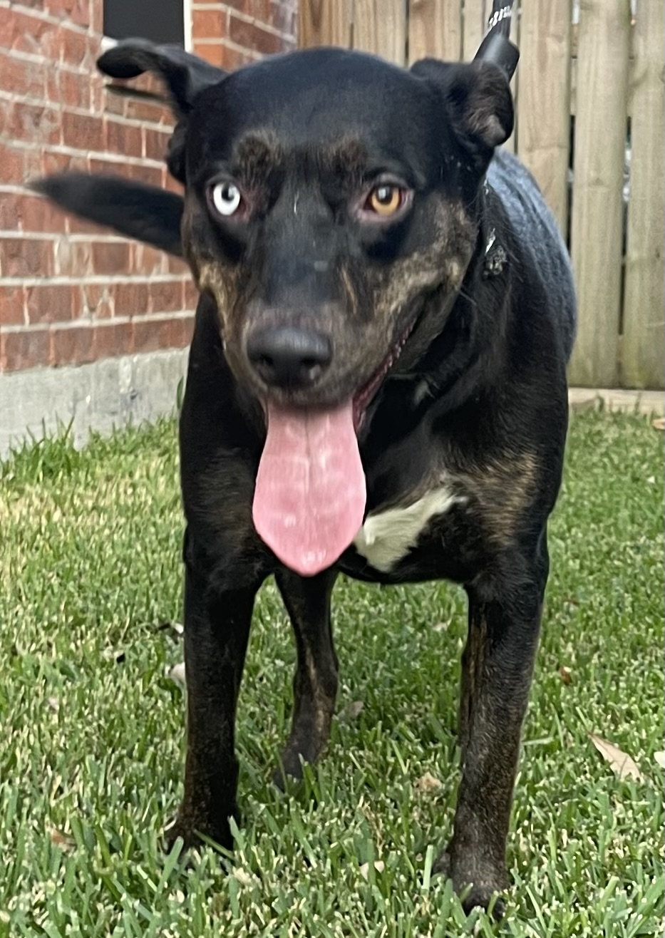 Dog for adoption LB, a Black Labrador Retriever Mix in Brewster, NY
