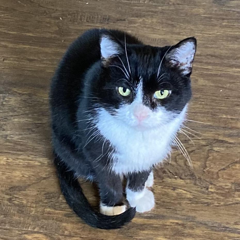 Matty, Adoptable, Senior Male Domestic Short Hair.