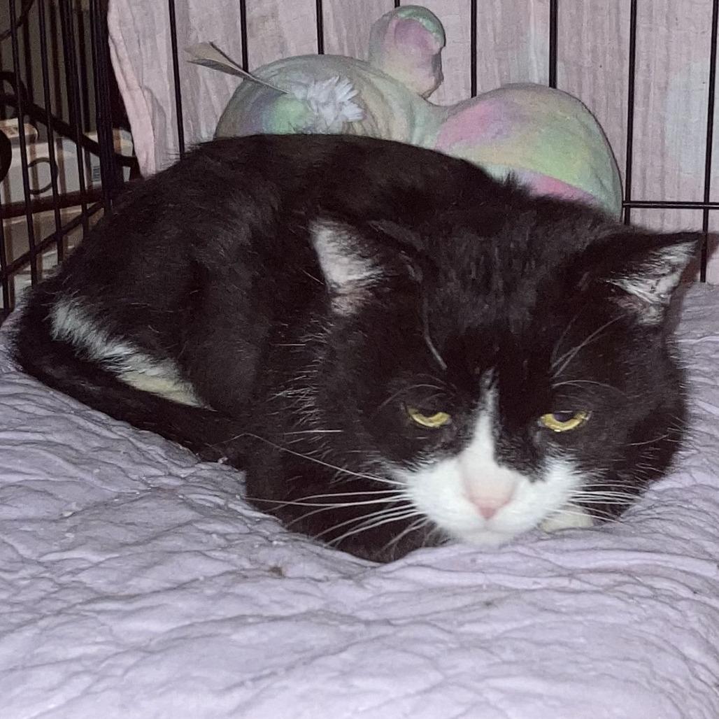 Enlarge Matty, a Adoptable Domestic Short Hair in Grand Rapids, MN image 2/3