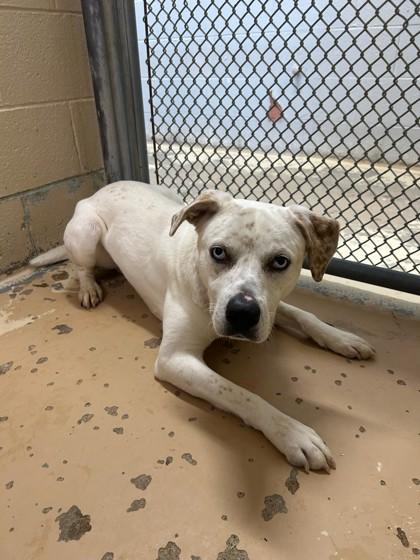 Dexter, Adoptable, Adult Male Pit Bull Terrier & Catahoula Leopard Dog.