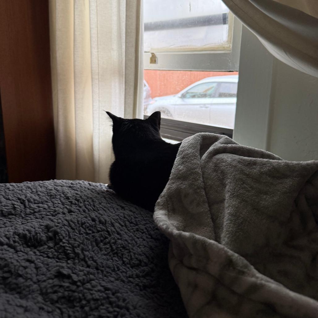 Sid, a Adoptable Domestic Short Hair in Salt Lake City, UT image 1/6