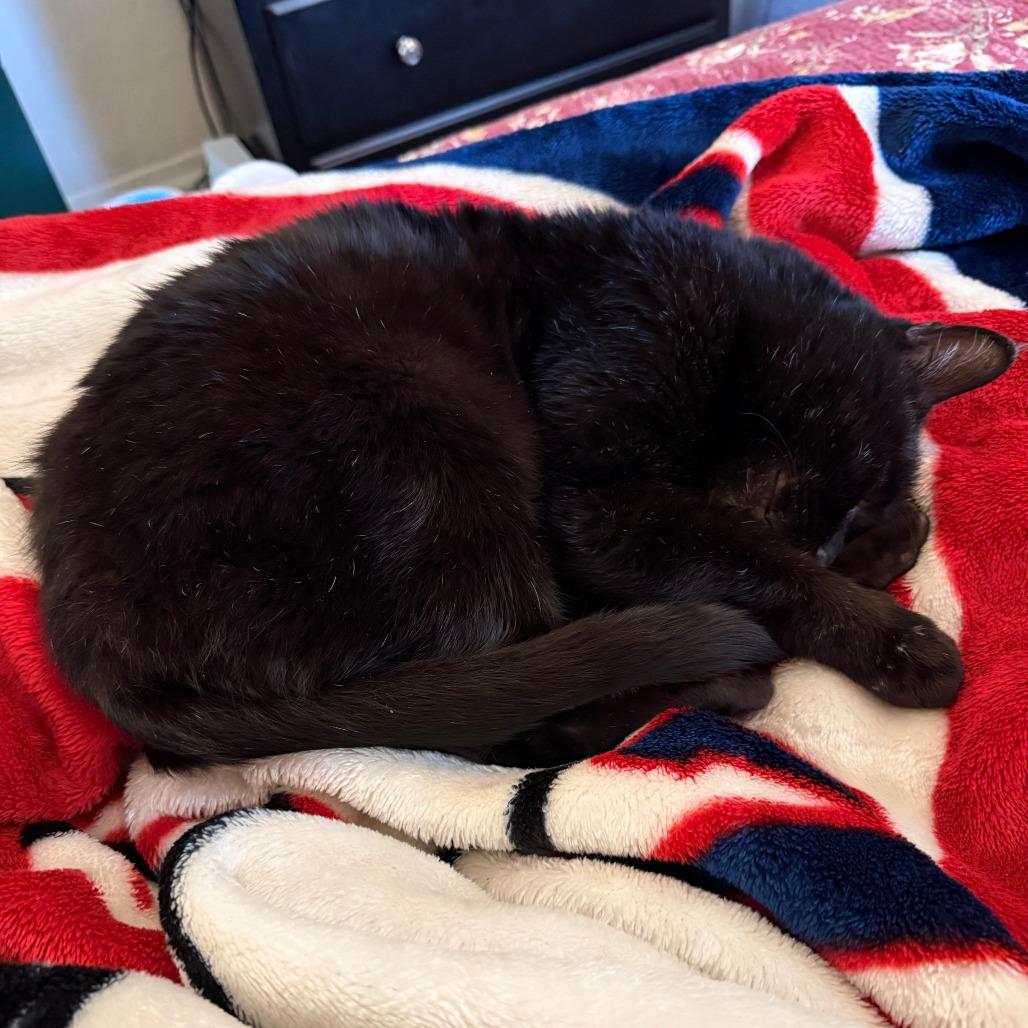 Sid, a Adoptable Domestic Short Hair in Salt Lake City, UT image 2/6