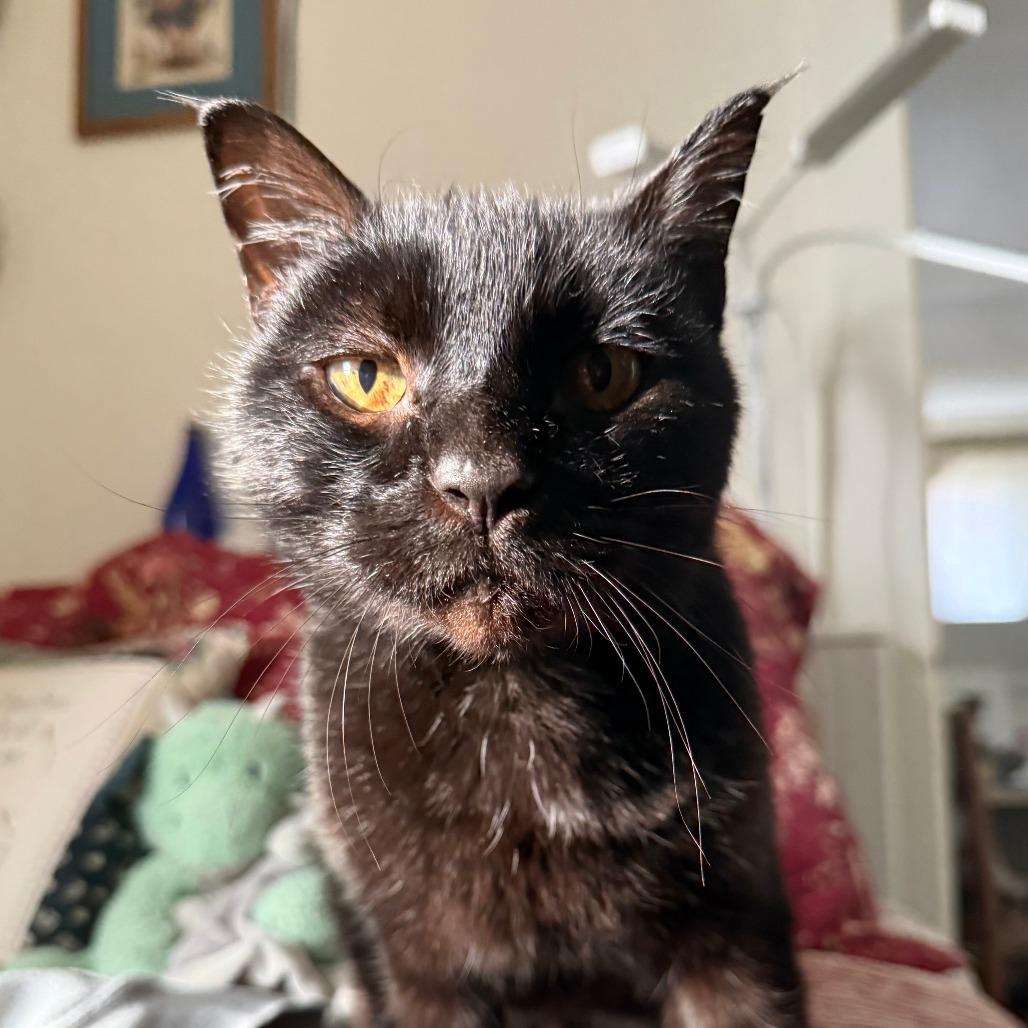Sid, a Adoptable Domestic Short Hair in Salt Lake City, UT image 3/6