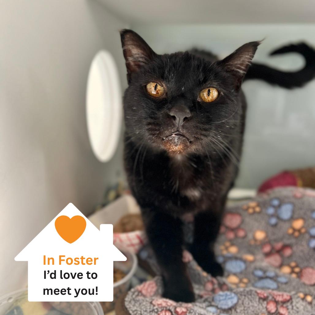 Sid, a Adoptable Domestic Short Hair in Salt Lake City, UT image 5/6