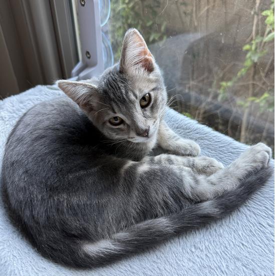 Toby (bonded with Harry), Adoptable, Kitten Male Domestic Short Hair & Tabby.