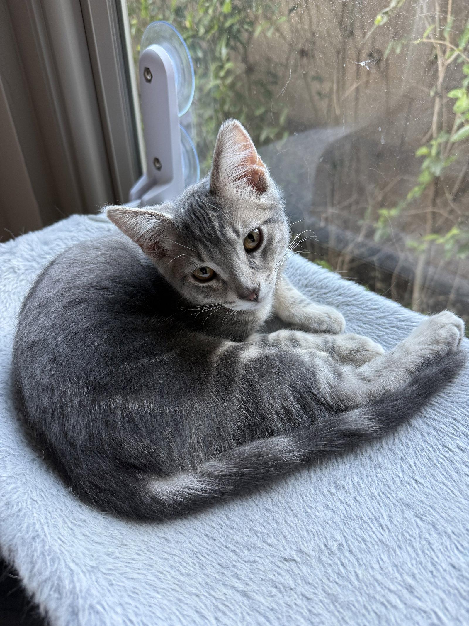 Enlarge Toby (bonded with Harry), a Adoptable mixed breed in Glendale, AZ image 2/2