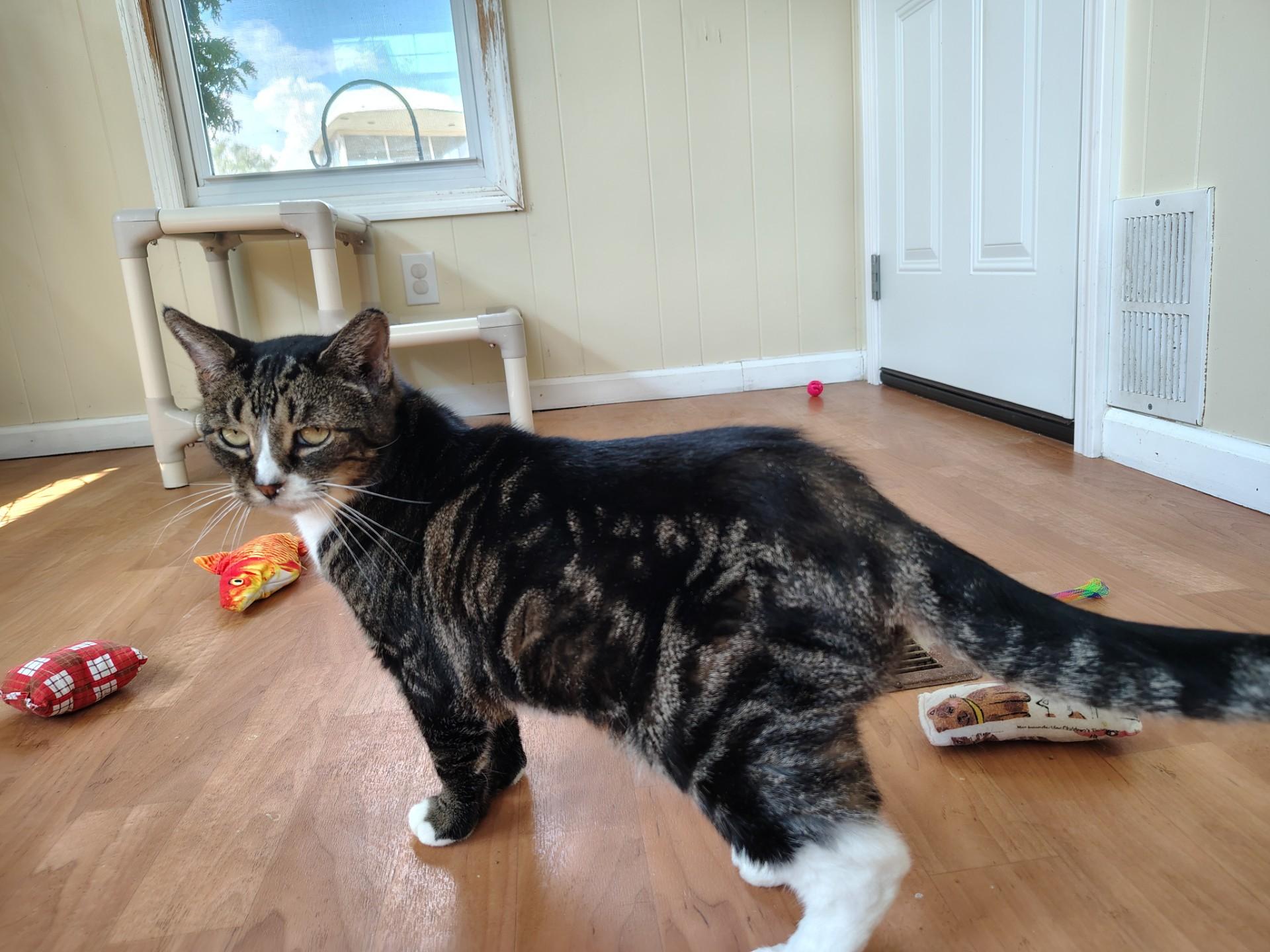 Enlarge Shadow, an adopted mixed breed in Montour Falls, NY image 2/2