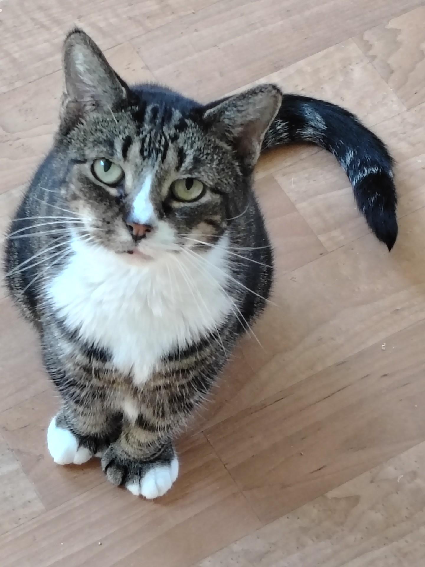 Shadow, adopted, Young Female Extra-Toes Cat / Hemingway Polydactyl & Tabby.