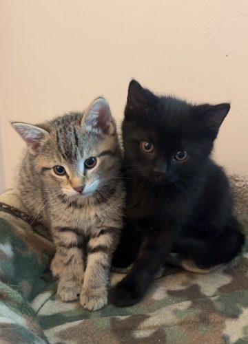 Bear, Adoptable, Kitten Male Domestic Short Hair.