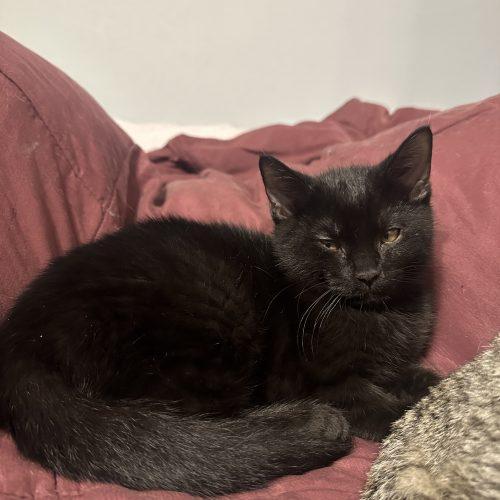 Bear, a Adoptable Domestic Short Hair in Kenosha, WI image 2/3