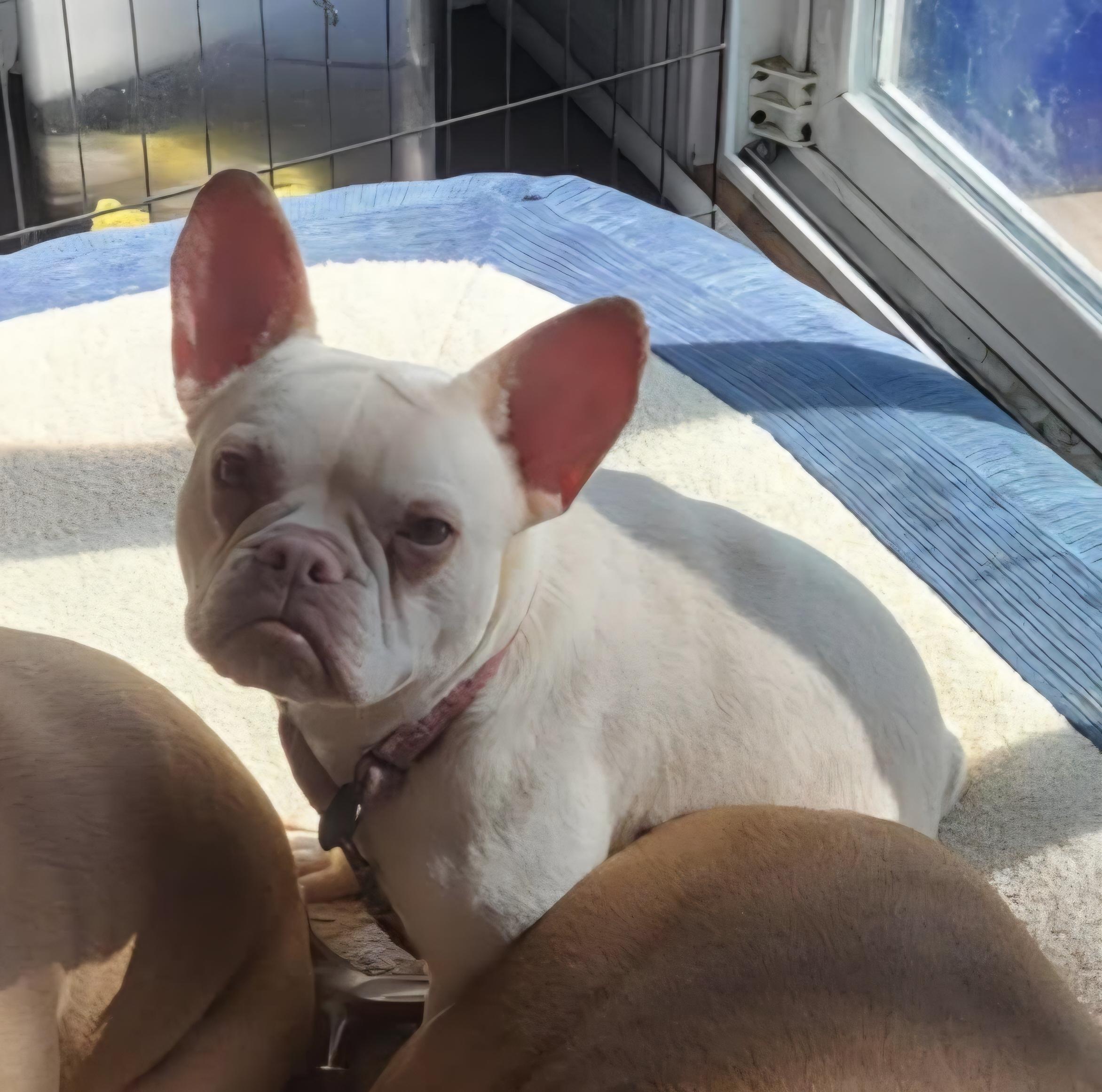 Enlarge Monkey, a Adoptable French Bulldog in Milford, MI image 1/1