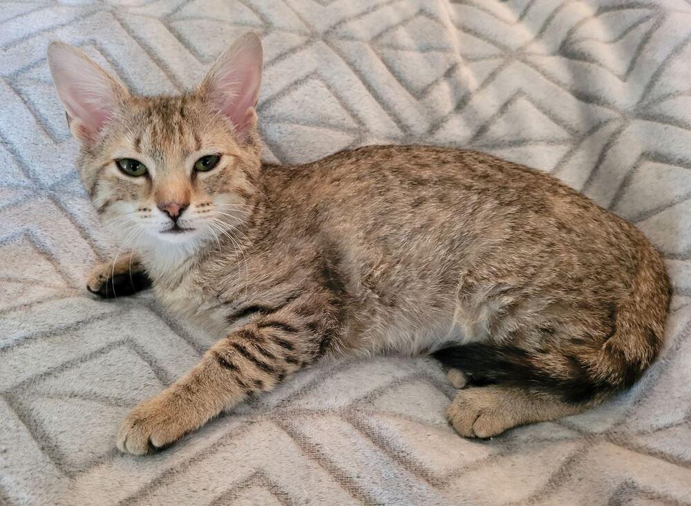 Bella, Adoptable, Kitten Female Tabby & Domestic Short Hair.