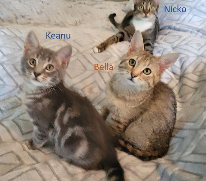 Enlarge Bella, an adopted mixed breed in Easley, SC image 2/5