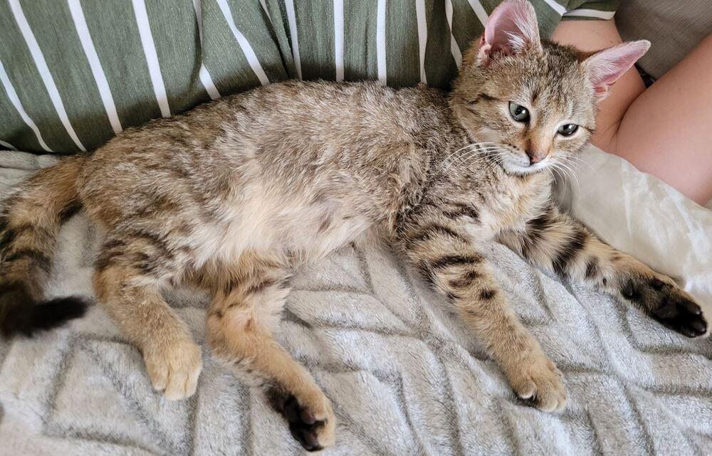 Enlarge Bella, an adopted mixed breed in Easley, SC image 3/5