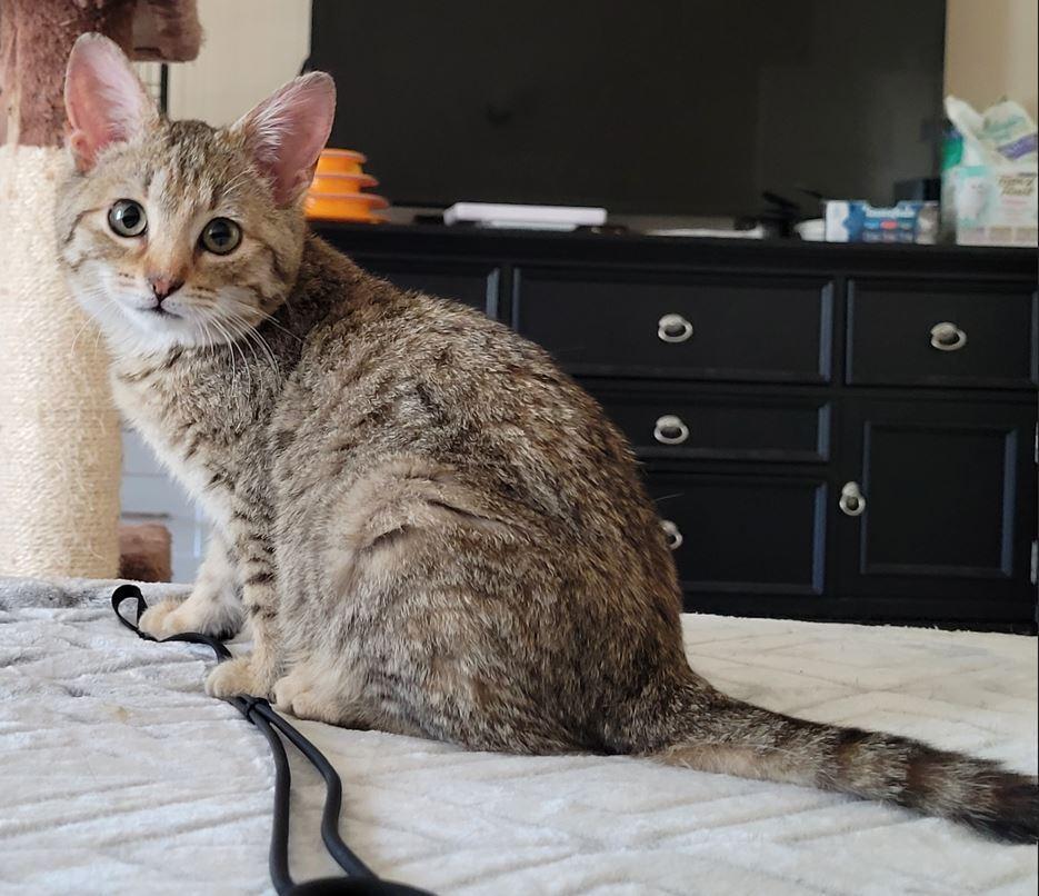 Enlarge Bella, an adopted mixed breed in Easley, SC image 4/5