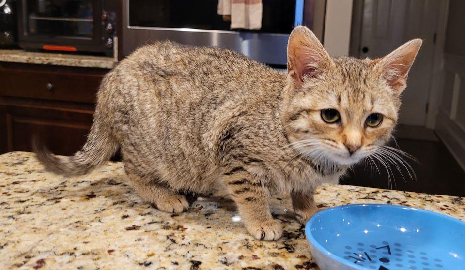 Enlarge Bella, an adopted mixed breed in Easley, SC image 5/5