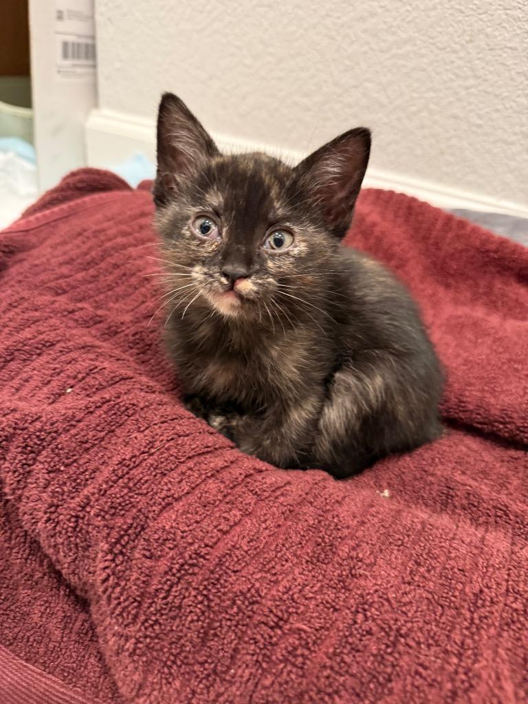 Enlarge Snickers, a Adoptable Domestic Short Hair in Lewisville, TX image 2/6