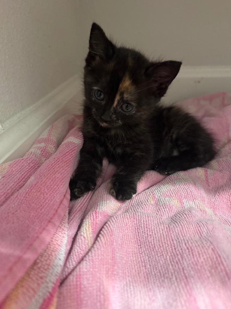 Enlarge Snickers, a Adoptable Domestic Short Hair in Lewisville, TX image 5/6