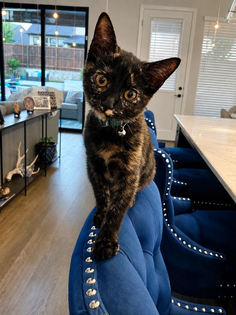Enlarge Snickers, a Adoptable Domestic Short Hair in Lewisville, TX image 6/6