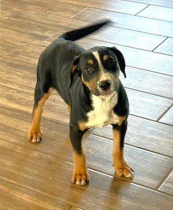 Claire, Adoptable, Puppy Female Shepherd.