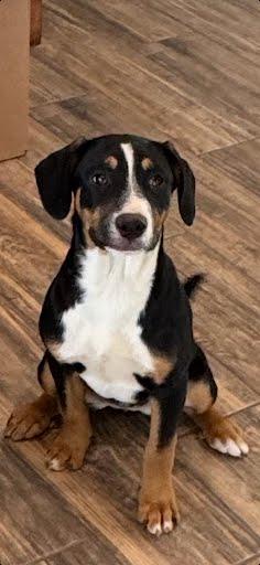 Enlarge Claire, a Adoptable Shepherd in Winter Park, CO image 2/2