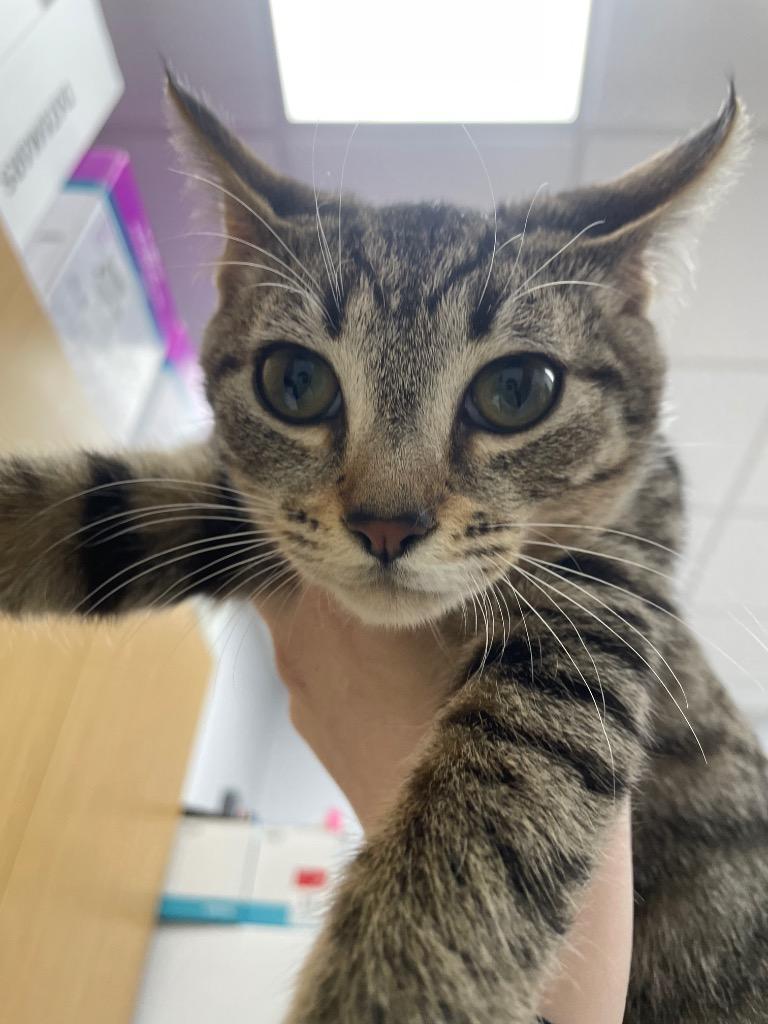 Tiger, Adoptable, Young Female Domestic Short Hair.