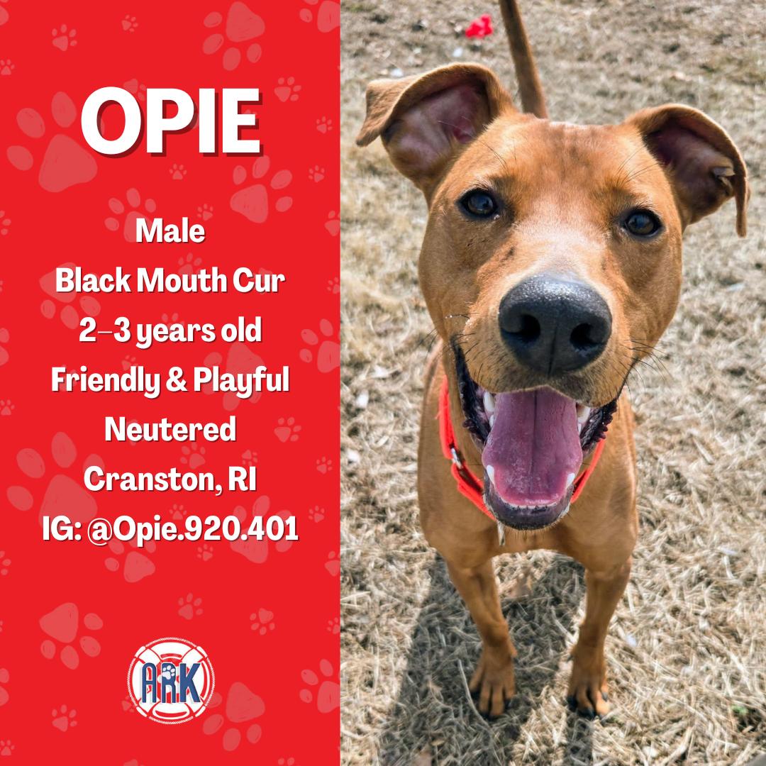 Enlarge Opie, a Adoptable mixed breed in Cranston, RI image 1/3