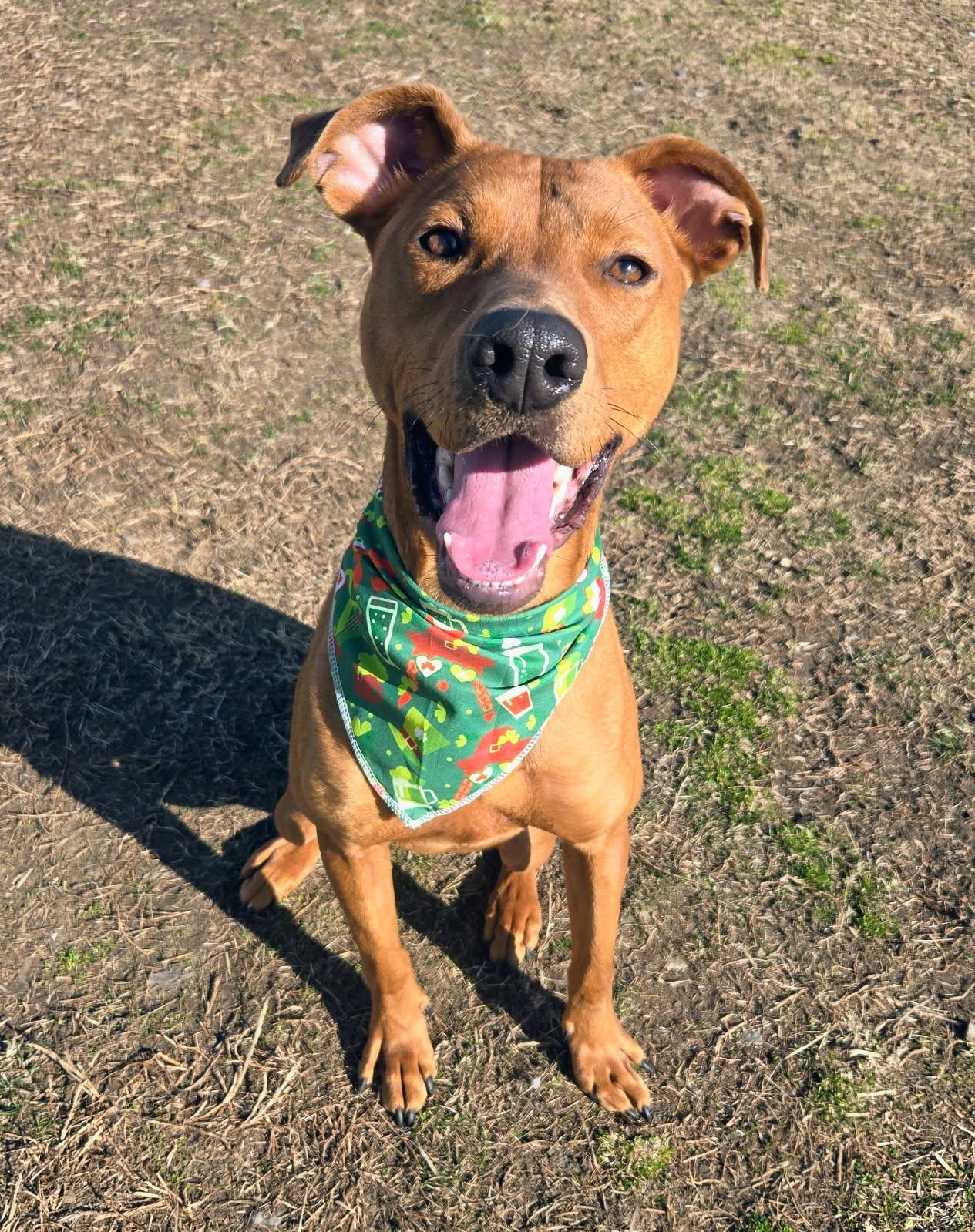 Enlarge Opie, a Adoptable mixed breed in Cranston, RI image 2/3