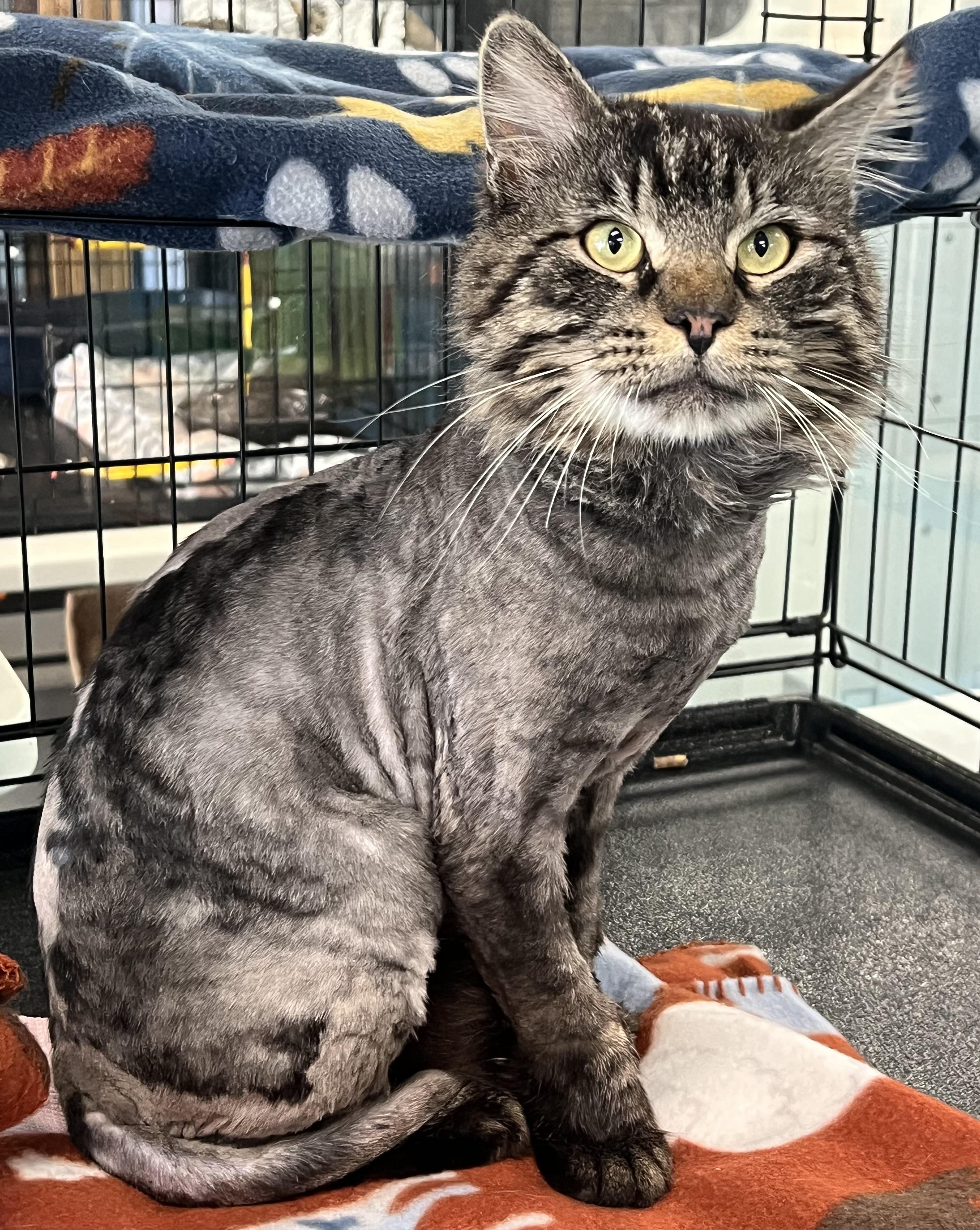 Pascal, a ADOPTABLE Domestic Long Hair in Johnston, RI image 2/6