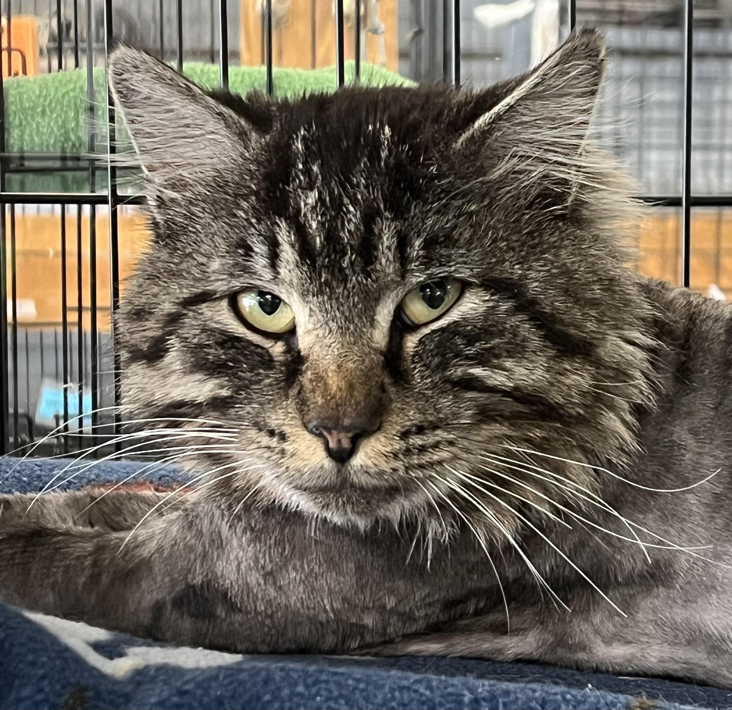 Pascal, a ADOPTABLE Domestic Long Hair in Johnston, RI image 3/6