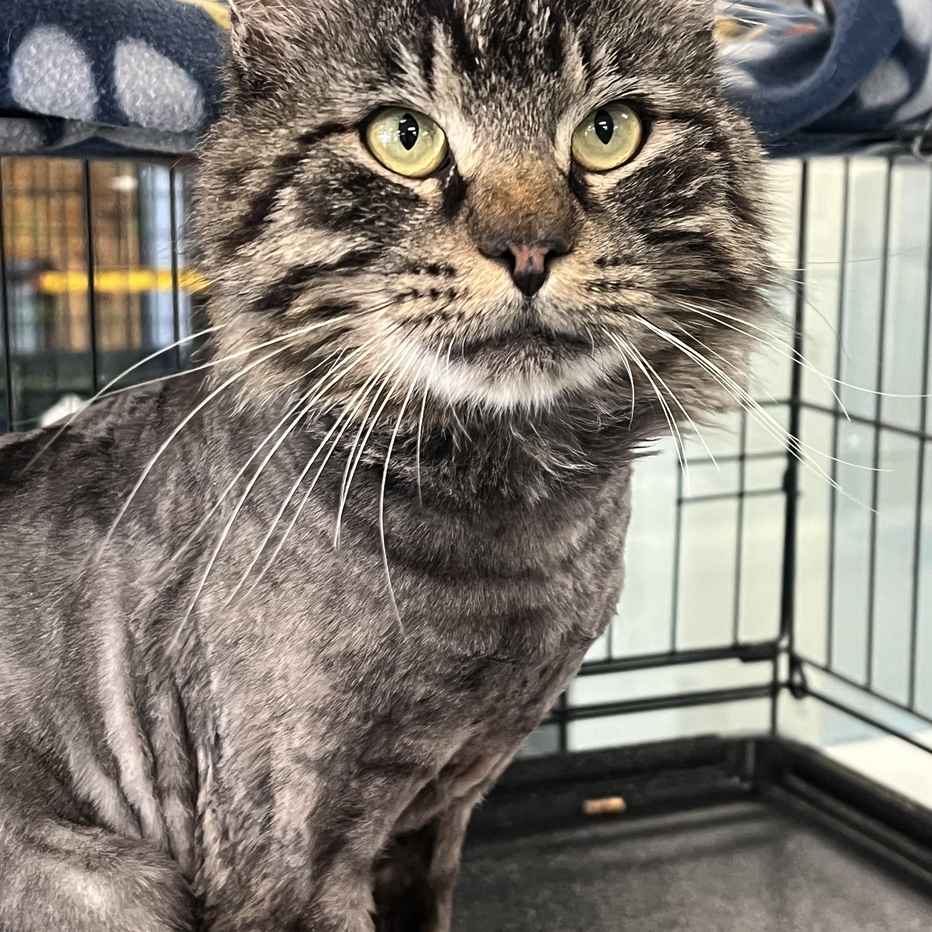 Pascal, a ADOPTABLE Domestic Long Hair in Johnston, RI image 5/6