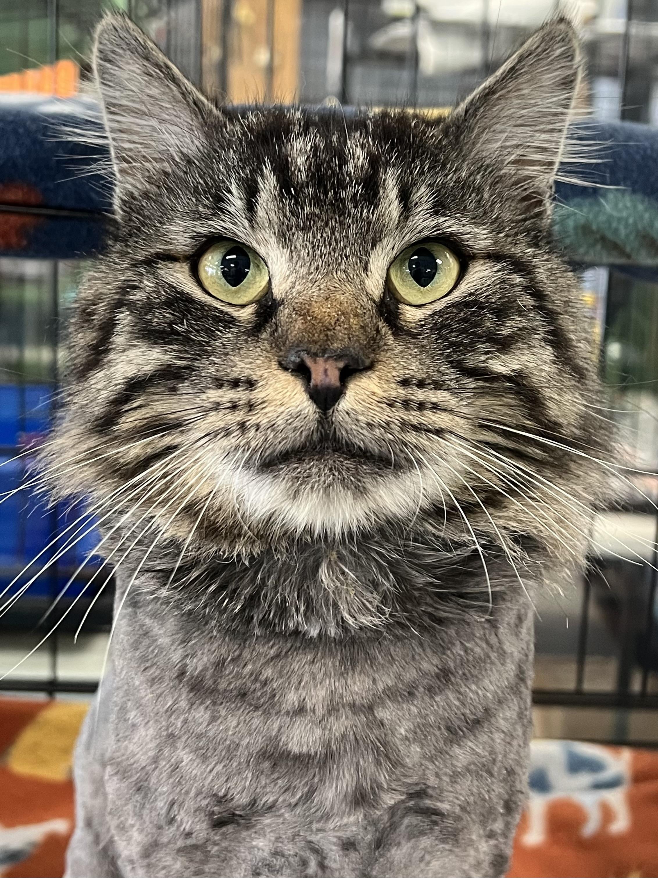Pascal, ADOPTABLE, Young Male Domestic Long Hair.