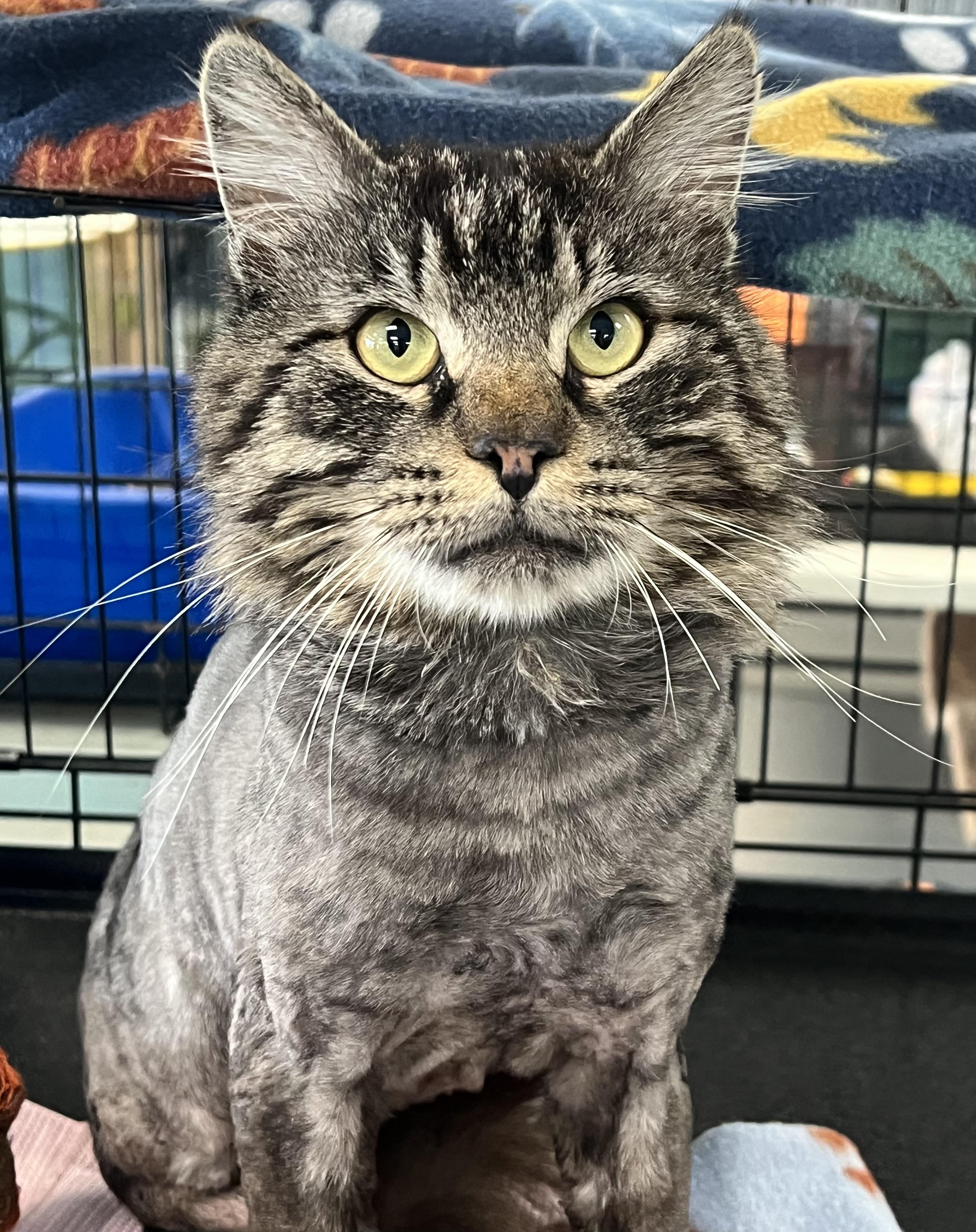 Pascal, a ADOPTABLE Domestic Long Hair in Johnston, RI image 4/6