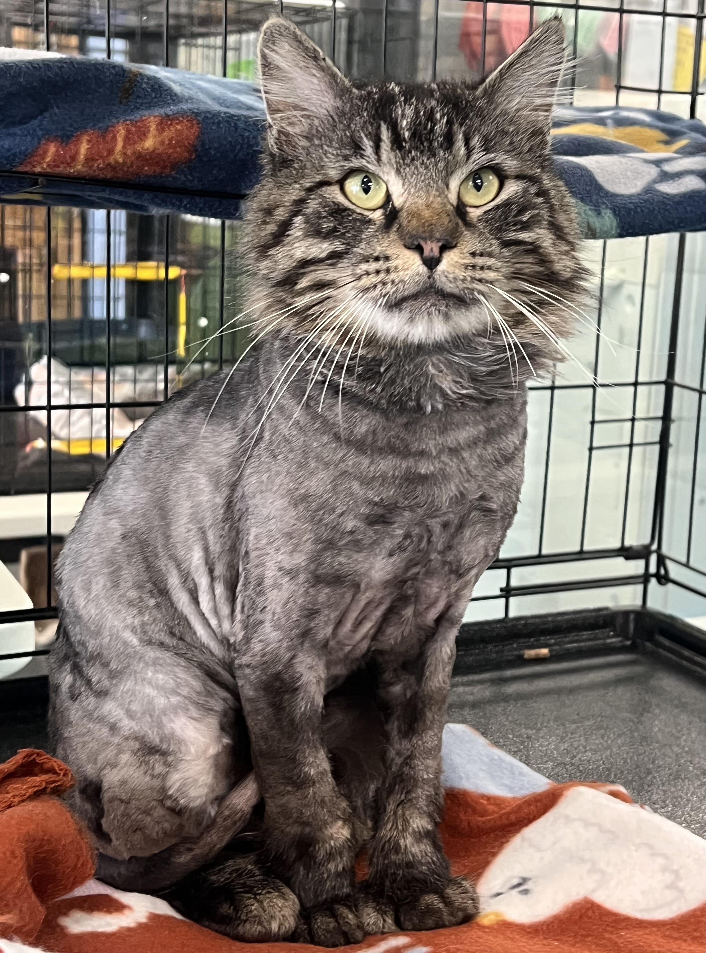 Pascal, a ADOPTABLE Domestic Long Hair in Johnston, RI image 6/6