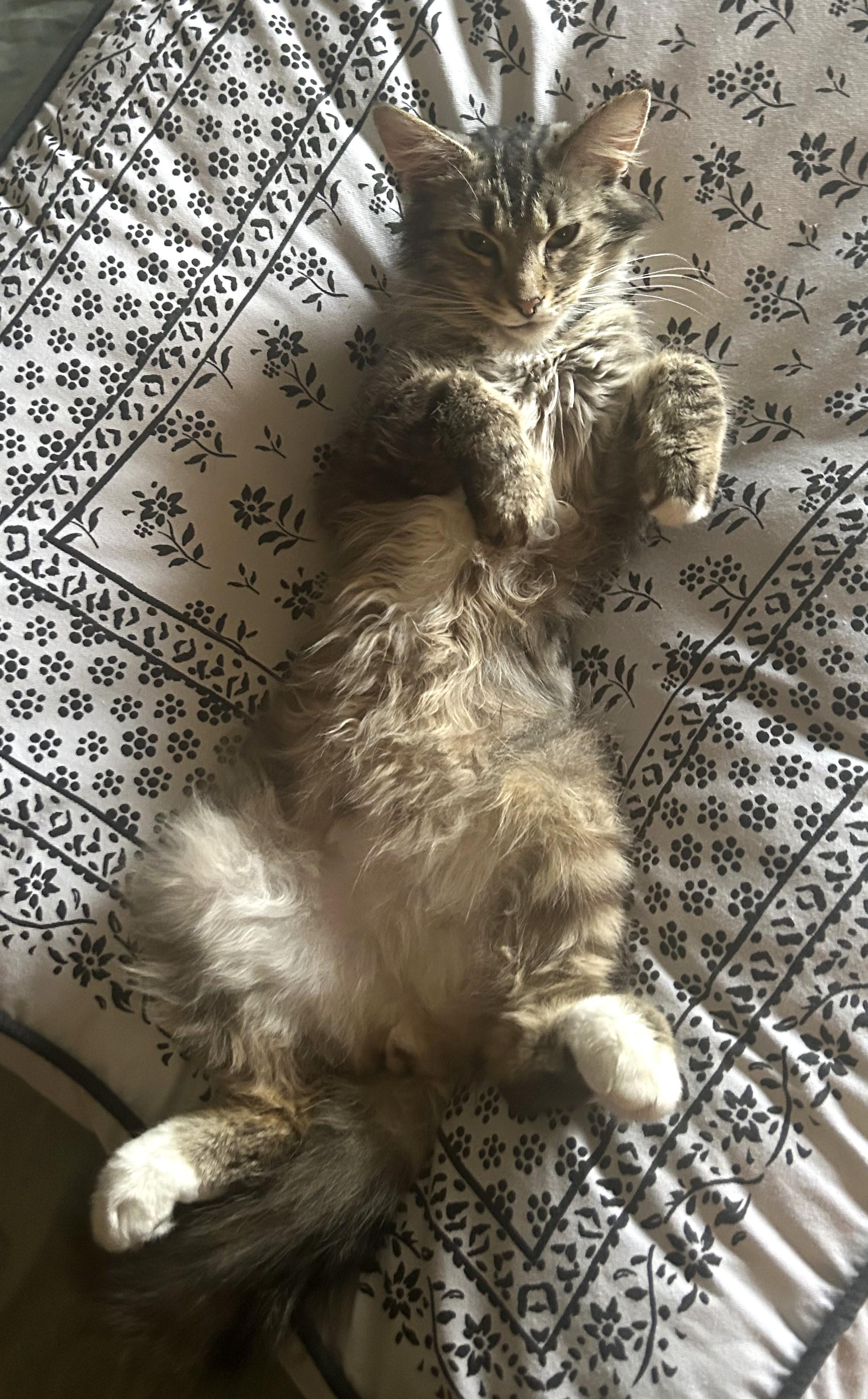 Burrnard thumbnail 3