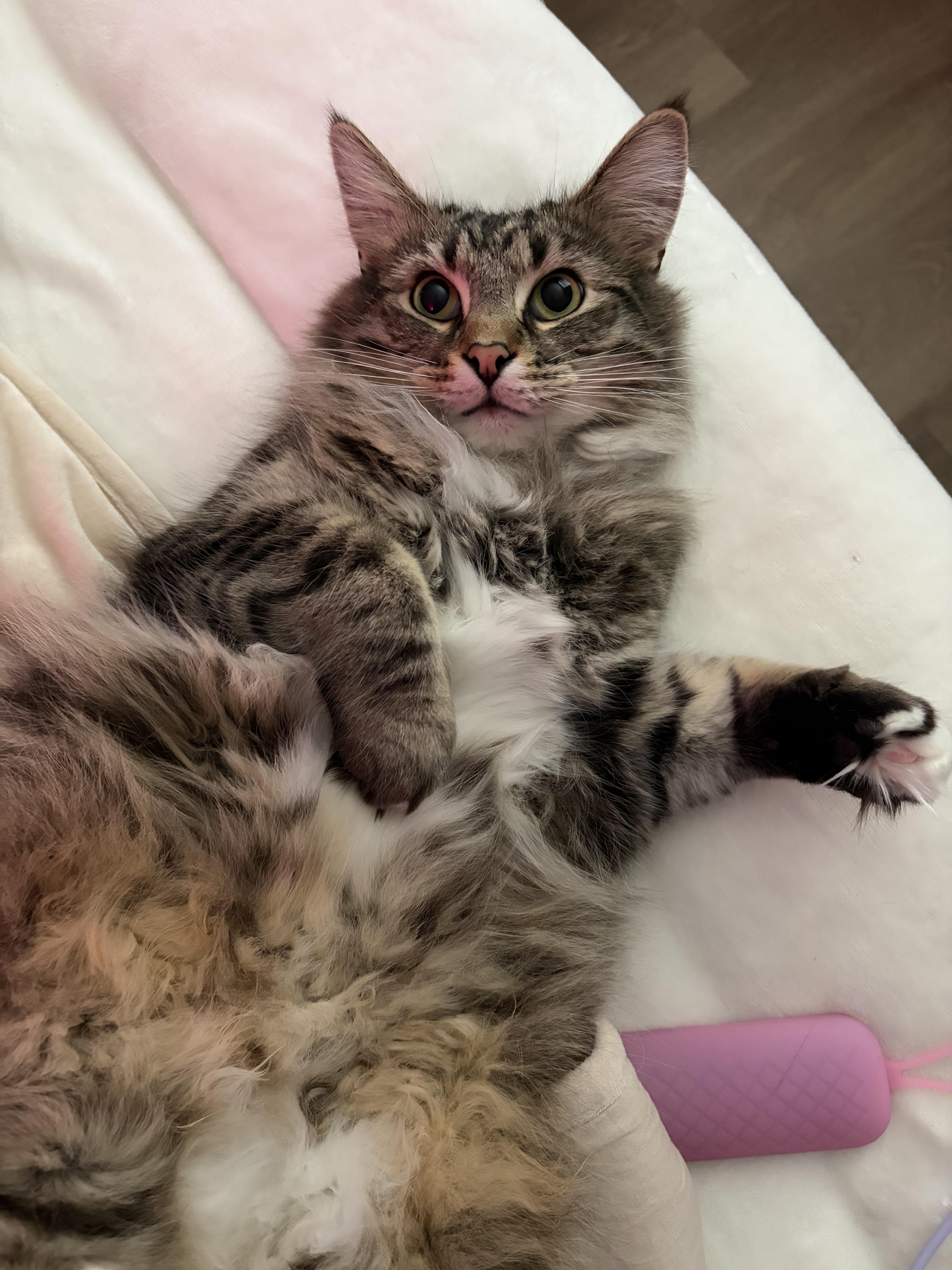 Burrnard (& Biscotti) — thumbnail 2