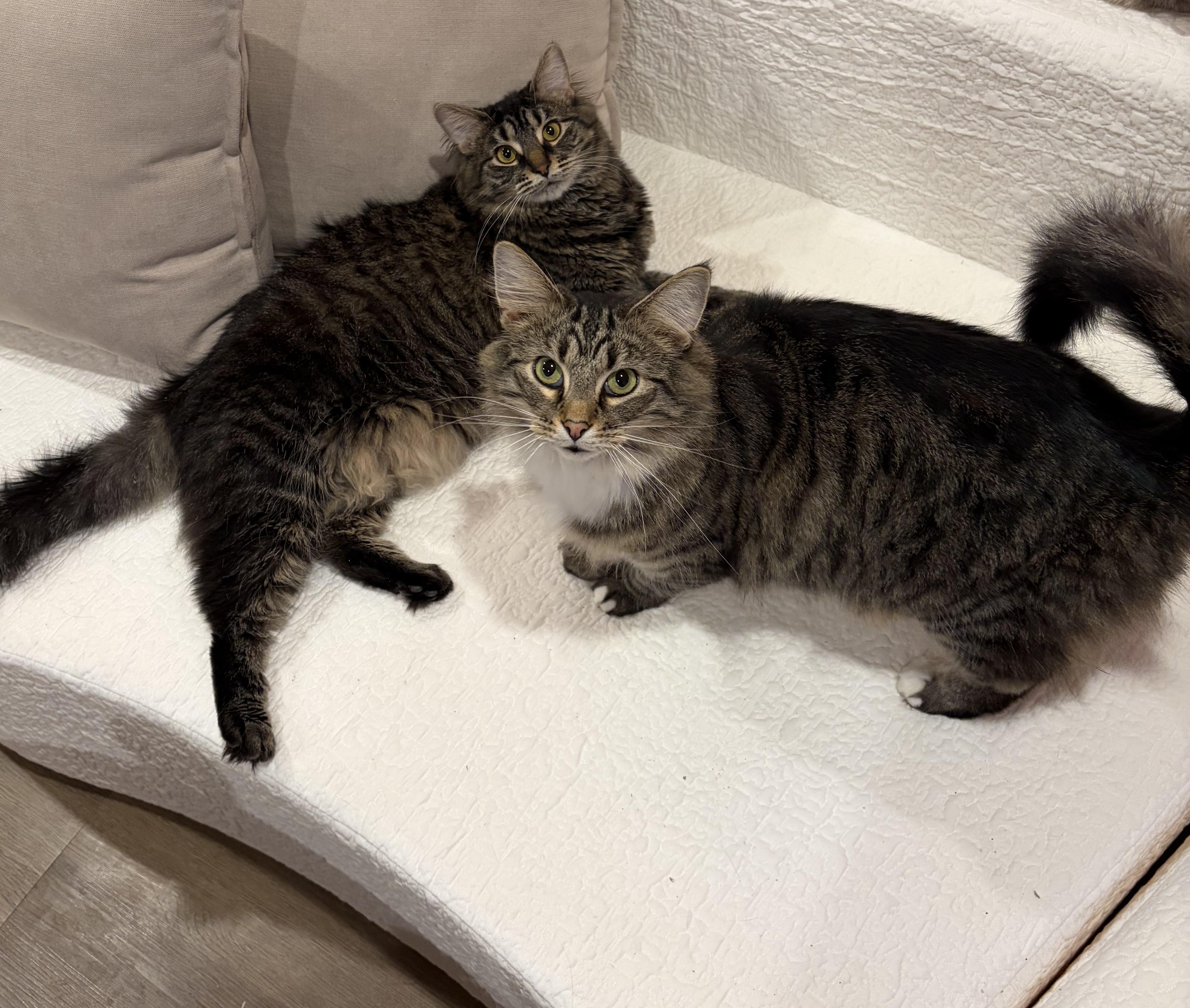 Burrnard (& Biscotti) — thumbnail 4