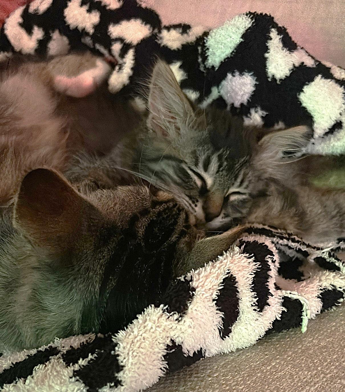 Burrnard thumbnail 7