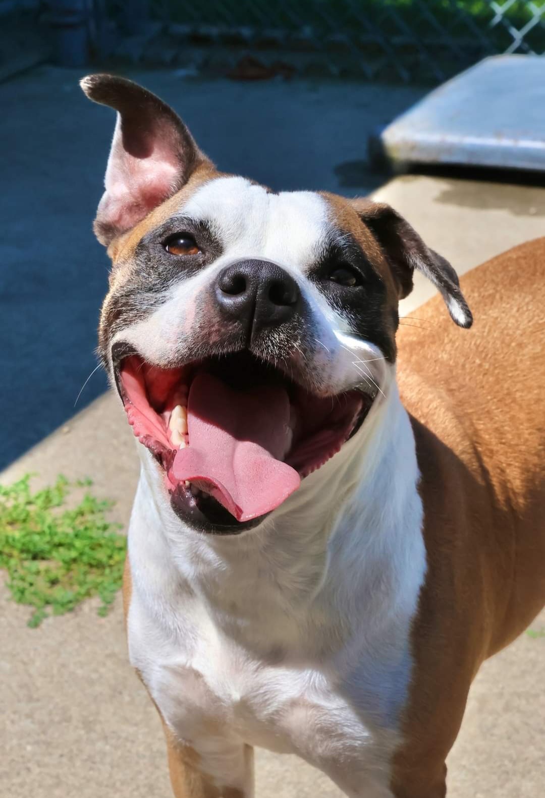 #64 Annie, Adoptable, Adult Female Boxer.