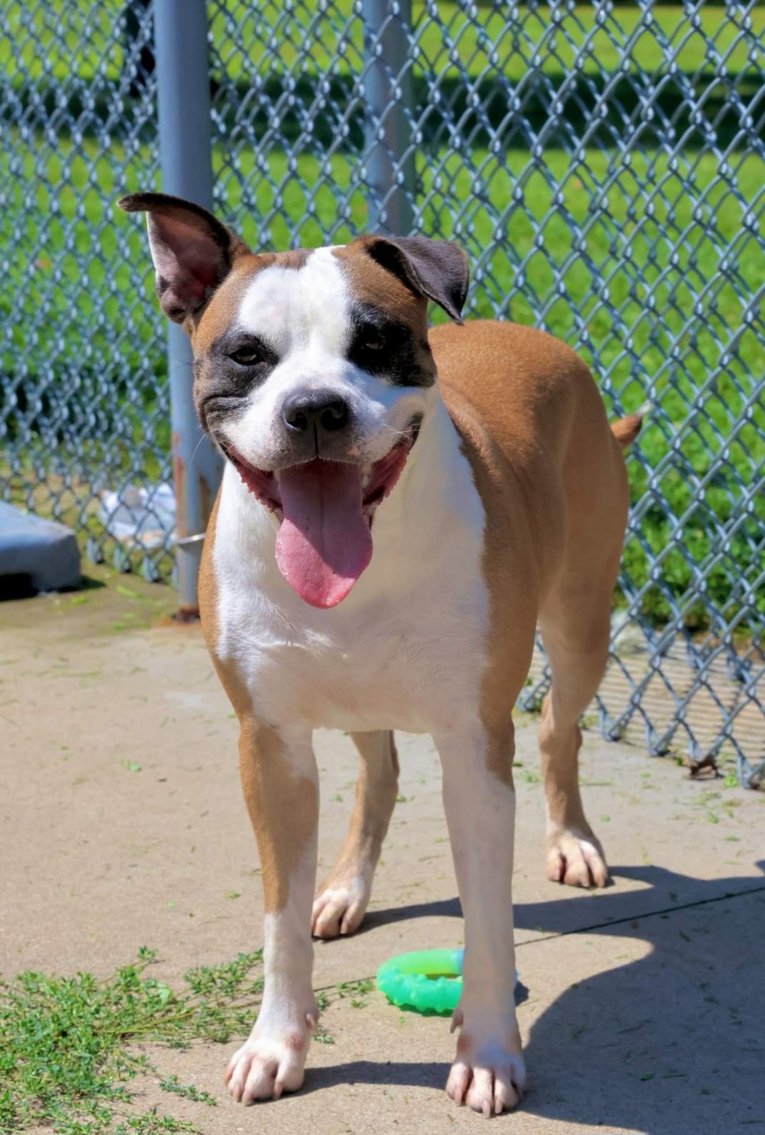 #64 Annie, a Adoptable Boxer in Pawtucket, RI image 2/2