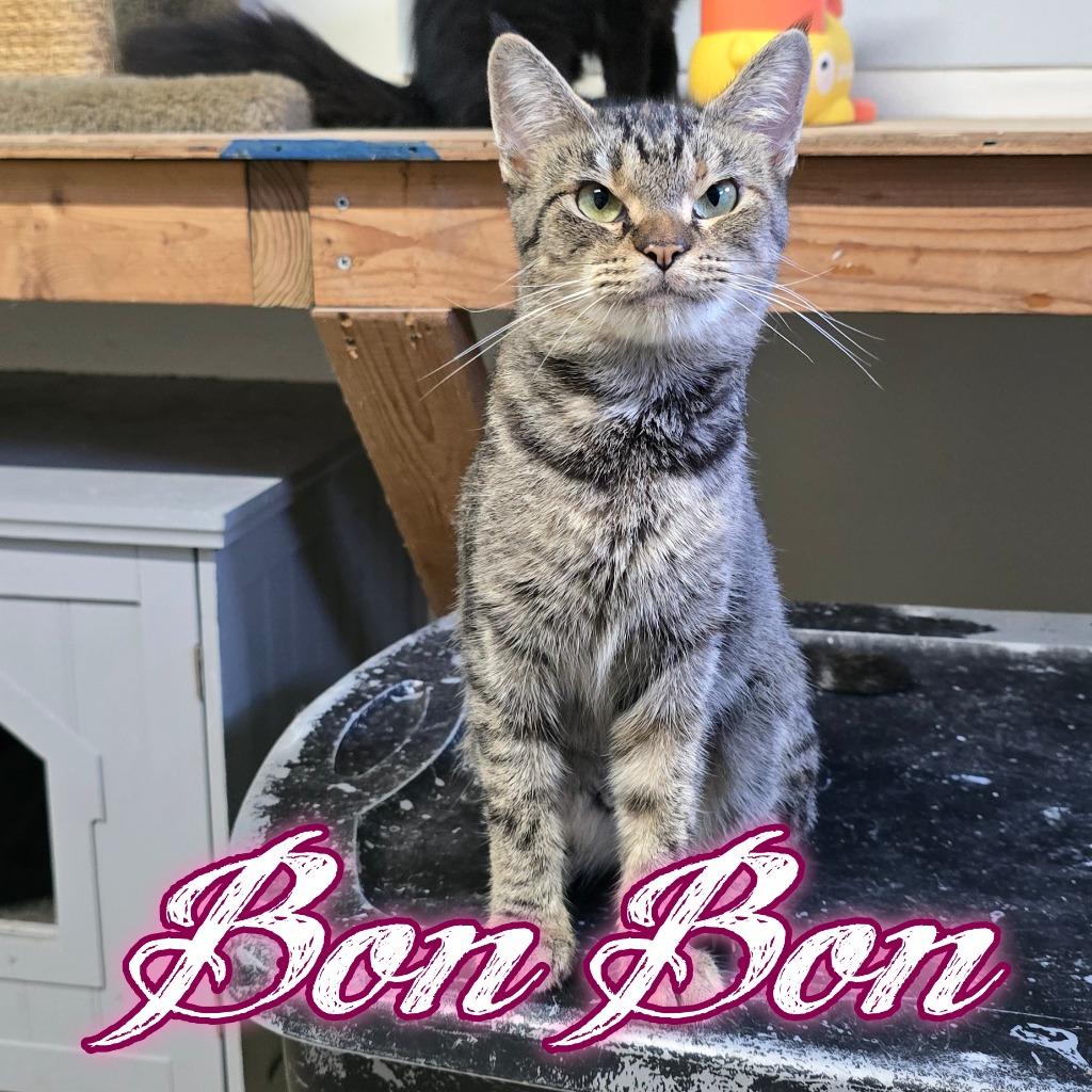 BonBon, Adoptable, Kitten Female Domestic Short Hair.