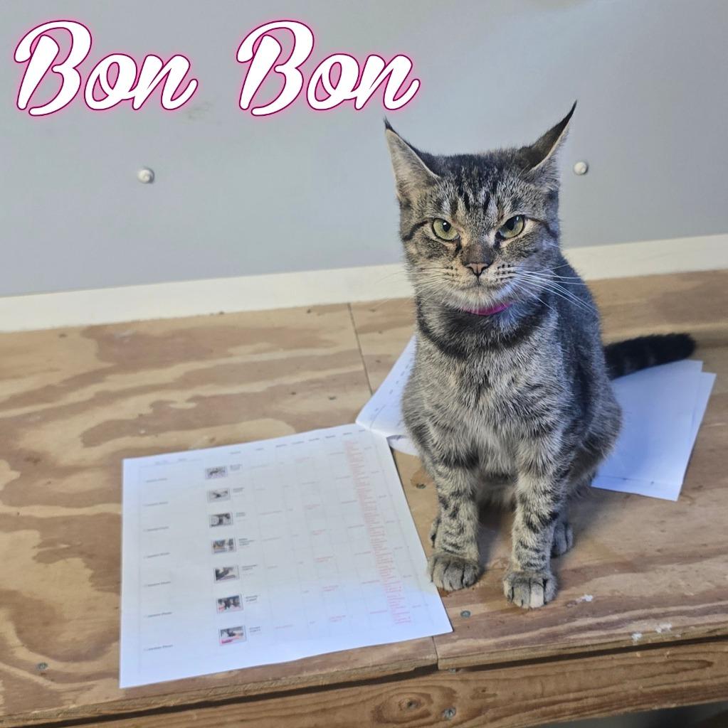 Enlarge BonBon, a Adoptable Domestic Short Hair in Hillsboro, OH image 2/4